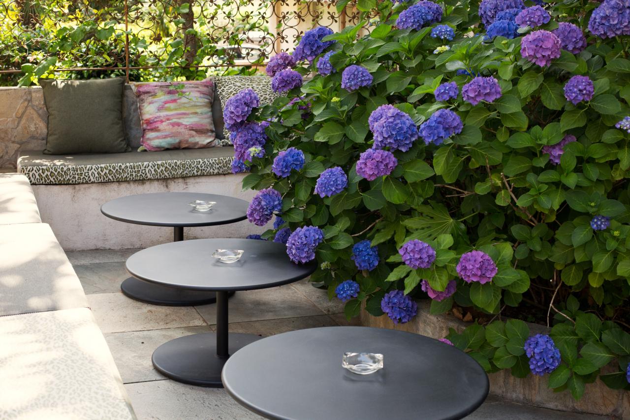 Hôtel Albion - Hotel